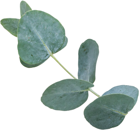 non toxic fragrance eucalyptus