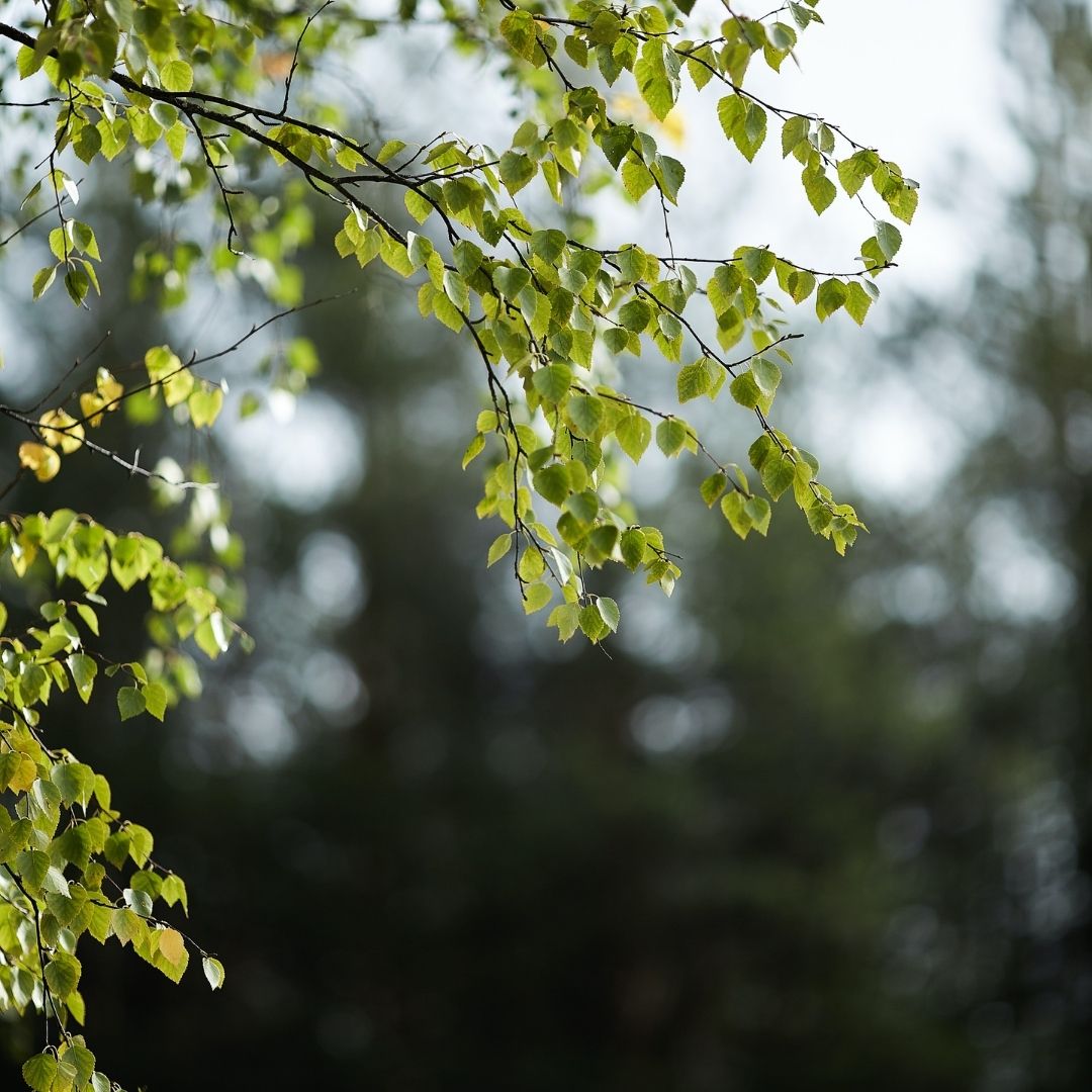 how many trees to carbon offset examples 