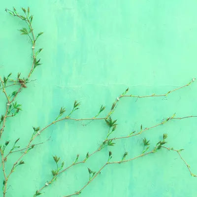 What is Greenwashing 