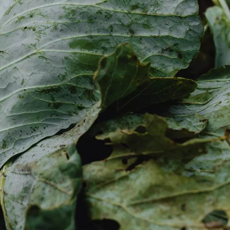 how to compost at home